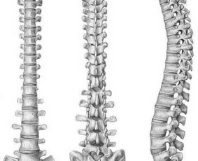 Kineziterapeutas, manualinės terapijos specialistas. - Kineziterapeutai - 2 Kineziterapeutai - Kineziterapeutas, manualinės terapijos specialistas. - 2