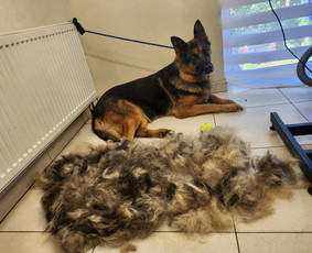 Šunų kirpykla / Kirpėjos / Darbų pavyzdys ID 3523900