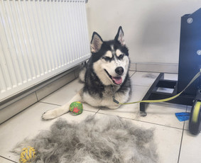 Šunų kirpykla / Kirpėjos / Darbų pavyzdys ID 3523904