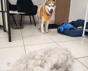 Šunų kirpykla / Kirpėjos / Darbų pavyzdys ID 3523922