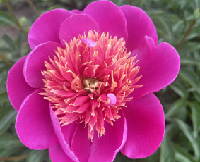 Psichologai, psichoterapeutai - Terapija pavargusiems nuo savo minčių - 2