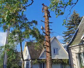 Avarinių medžių pjovimo paslaugos. / Rimas. M.- (Aboristas) / Darbų pavyzdys ID 3531809