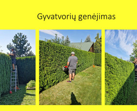 Gerbūvio paslaugos nuo A iki Z - Alpinariumų, gėlynų įrengimas - 2 Alpinariumų, gėlynų įrengimas - Gerbūvio paslaugos nuo A iki Z - 2