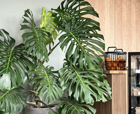 Vidaus augalai: želdinimas, priežiūra - Vidaus augalų priežiūra - 1 Vidaus augalų priežiūra - Vidaus augalai: želdinimas, priežiūra - 1