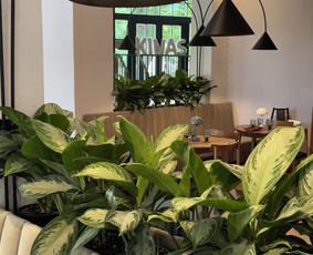 Vidaus augalai: želdinimas, priežiūra - Vidaus augalų priežiūra - 2 Vidaus augalų priežiūra - Vidaus augalai: želdinimas, priežiūra - 2