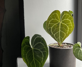 Vidaus augalai: želdinimas, priežiūra - Vidaus augalų priežiūra - 4 Vidaus augalų priežiūra - Vidaus augalai: želdinimas, priežiūra - 4