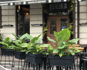 Vidaus augalai: želdinimas, priežiūra - Vidaus augalų priežiūra - 3 Vidaus augalų priežiūra - Vidaus augalai: želdinimas, priežiūra - 3