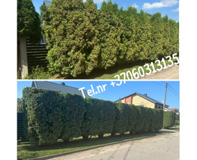 Medžių genėjimas*gyvatvorių karpymas*aplinkos tvarkymas / Zigmas / Darbų pavyzdys ID 3541945