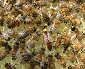 Bičių motinėlių auginimas - Bitininkas - 2