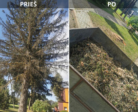 Avarinių medžių pjovimo paslaugos. - Šakų smulkinimas - 1 Šakų smulkinimas - Avarinių medžių pjovimo paslaugos. - 1