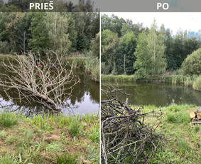 Sklypų tvarkymas: medžių ir krūmų pjovimas su išvežimu. / Albertas Rakuckis / Darbų pavyzdys ID 3550919