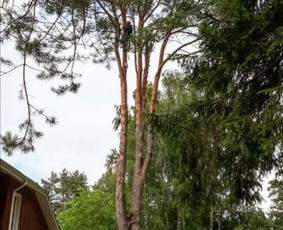 Avariniu medžių pjovimas, vaismedžių genejimas. / Aplinkos tvarkymas / Darbų pavyzdys ID 707331