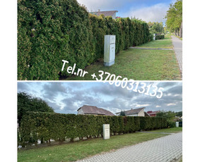 Vejos pjovimas-aplinkos priežiūra, tvarkymas. / Zigmas / Darbų pavyzdys ID 3552141