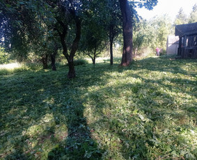 Apleistu sklypu tvarkymas, žoles pjovimas, griovimo darbai. / Edvinas / Darbų pavyzdys ID 3555737
