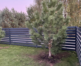 Aplinkos tvarkymas, apželdinimas / Darius Rupšlaukis / Darbų pavyzdys ID 3562687