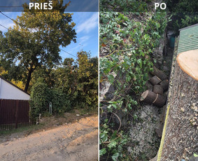 Medžių pjovimas, genėjimas. Aplinkos,miškų priežiūra / MB "Miškų Vilkai" / Darbų pavyzdys ID 3564177