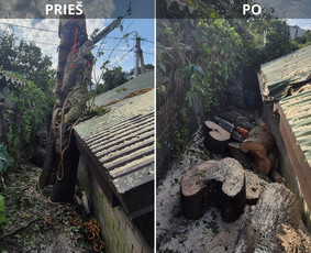 Medžių pjovimas, genėjimas. Aplinkos,miškų priežiūra / MB "Miškų Vilkai" / Darbų pavyzdys ID 3564179