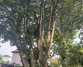 Medžių pjovimas, genėjimas. Aplinkos,miškų priežiūra / MB "Miškų Vilkai" / Darbų pavyzdys ID 3564181