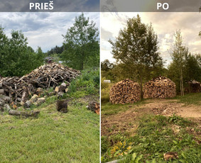 Sklypų tvarkymas: medžių ir krūmų pjovimas su išvežimu. / Albertas Rakuckis / Darbų pavyzdys ID 3566501