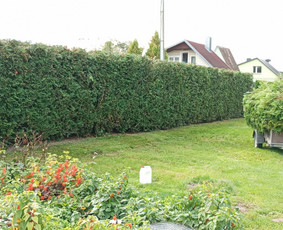 Tujų, gyvatvorių žeminimas, formavimas. Vaismedžių genėjimas - Vaismedžių genėjimas - 4 Vaismedžių genėjimas - Tujų, gyvatvorių žeminimas, formavimas. Vaismedžių genėjimas - 4