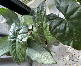 Interjero želdinimas ir kambarinių augalų priežiūra - Vidaus augalų priežiūra - 3 Vidaus augalų priežiūra - Interjero želdinimas ir kambarinių augalų priežiūra - 3