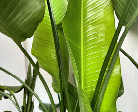 Interjero želdinimas ir kambarinių augalų priežiūra - Vidaus augalų priežiūra - 2 Vidaus augalų priežiūra - Interjero želdinimas ir kambarinių augalų priežiūra - 2