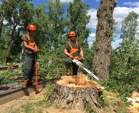 06 55 55 800 Medžių Pjovimas Ir Genėjimas Visoje Lietuvoje - Avarinių medžių pjovimas - 3 Avarinių medžių pjovimas - 06 55 55 800 Medžių Pjovimas Ir Genėjimas Visoje Lietuvoje - 3