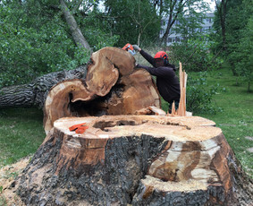 06 55 55 800 Medžių Pjovimas Ir Genėjimas Visoje Lietuvoje - Kelmų naikinimas, frezavimas - 2 Kelmų naikinimas, frezavimas - 06 55 55 800 Medžių Pjovimas Ir Genėjimas Visoje Lietuvoje - 2
