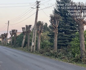 06 55 55 800 Medžių Pjovimas Ir Genėjimas Visoje Lietuvoje / MEDŽIŲ PJOVIMAS / Darbų pavyzdys ID 3584551