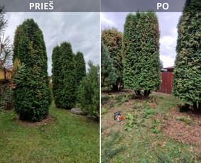 Avariniu medžių pjovimas, vaismedžių genejimas. - Šakų smulkinimas - 4 Šakų smulkinimas - Avariniu medžių pjovimas, vaismedžių genejimas. - 4
