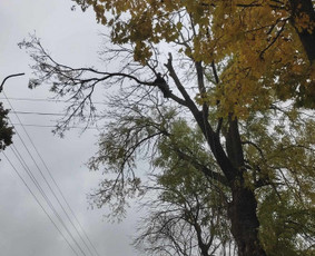 Medžių pjovimas / genėjimas - Aplinkos tvarkymas, apželdinimas - 4 Aplinkos tvarkymas, apželdinimas - Medžių pjovimas / genėjimas - 4