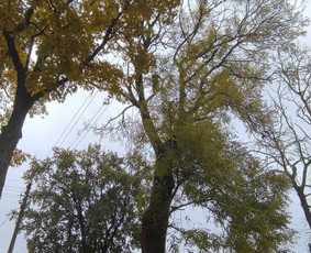 Medžių pjovimas / genėjimas - Aplinkos tvarkymas, apželdinimas - 1 Aplinkos tvarkymas, apželdinimas - Medžių pjovimas / genėjimas - 1