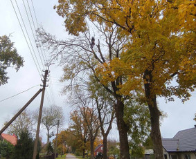 Medžių pjovimas / genėjimas - Aplinkos tvarkymas, apželdinimas - 3 Aplinkos tvarkymas, apželdinimas - Medžių pjovimas / genėjimas - 3