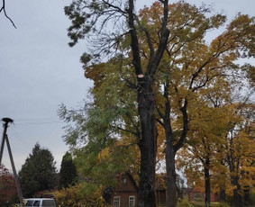 Medžių pjovimas / genėjimas - Aplinkos tvarkymas, apželdinimas - 2 Aplinkos tvarkymas, apželdinimas - Medžių pjovimas / genėjimas - 2