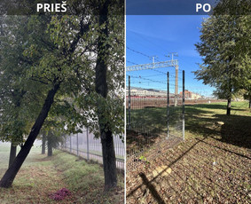 Pavojingu medžiu pjovimas, sklypų valymas, šakų išvežimas / Vytautas Tveraga / Darbų pavyzdys ID 3588421