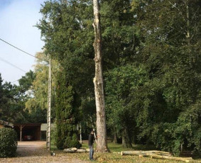 Kelmų Šalinimas, Aukštalipių paslaugos. - Avarinių medžių pjovimas - 3 Avarinių medžių pjovimas - Kelmų Šalinimas, Aukštalipių paslaugos. - 3