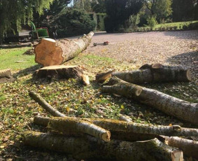 Kelmų Šalinimas, Aukštalipių paslaugos. - Avarinių medžių pjovimas - 4 Avarinių medžių pjovimas - Kelmų Šalinimas, Aukštalipių paslaugos. - 4