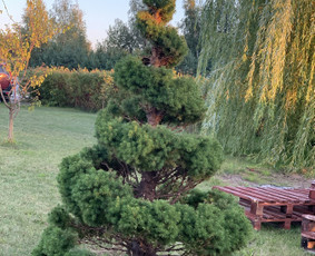 Sodininko paslaugos / facebook.com/sodininkopaslaugosklaipeda / Darbų pavyzdys ID 3594549