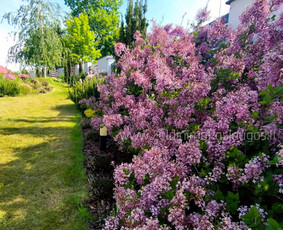 Apželdinimo Paslaugos / Želdinimo Paslaugos / Darbų pavyzdys ID 3595467