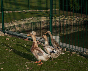 Sodybos nuoma Kauno r. (be nakvynės) / Neriuko Sapnas / Darbų pavyzdys ID 3603013
