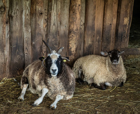 Sodybos nuoma Kauno r. (be nakvynės) / Neriuko Sapnas / Darbų pavyzdys ID 3603015