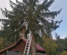 Pjaunu medžius, gyvatvores, tujas ir kitą augmeniją / Darius Rimšelis / Darbų pavyzdys ID 3608825
