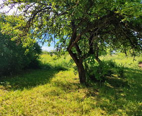 Saku išvežimas,medžių pjovimas ,genejimas,krūmų šalinimas / Mantkasta / Darbų pavyzdys ID 3612253