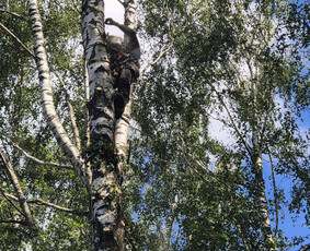 Medžių pjovimas, genėjimas. Aplinkos,miškų priežiūra / MB "Miškų Vilkai" / Darbų pavyzdys ID 3612321