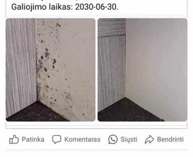 Pelėsio Ir Jo Grybo Naikinimo Paslaugos - Pelėsio naikinimas - 4 Pelėsio naikinimas - Pelėsio Ir Jo Grybo Naikinimo Paslaugos - 4