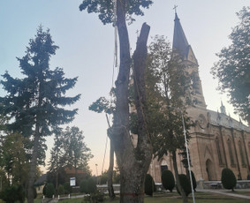 Avarinių medžių pjovimo paslaugos. / Rimas. M.- (Aboristas) / Darbų pavyzdys ID 3617739