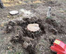 Kelmų Frezavimas - Šlaitų tvirtinimas ir apželdinimas - 3 Šlaitų tvirtinimas ir apželdinimas - Kelmų Frezavimas - 3