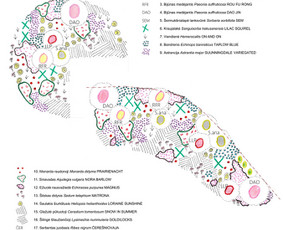 Kraštovaizdžio architektūra. Arboristinis vertinimas. - Aplinka, sodas - 4 Aplinka, sodas - Kraštovaizdžio architektūra. Arboristinis vertinimas. - 4