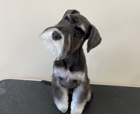 Paslaugos augintiniams - Šunų kirpykla - 1