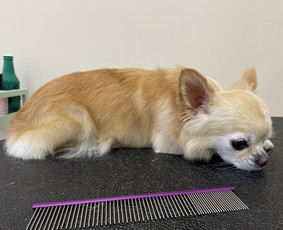 Paslaugos augintiniams - Šunų kirpykla - 2